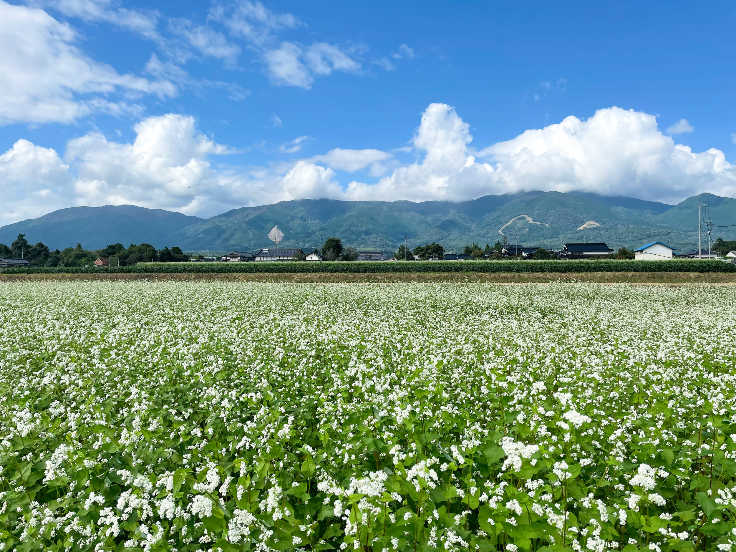 Buckwheat Flowers and Mount Nagi,okayama,japan