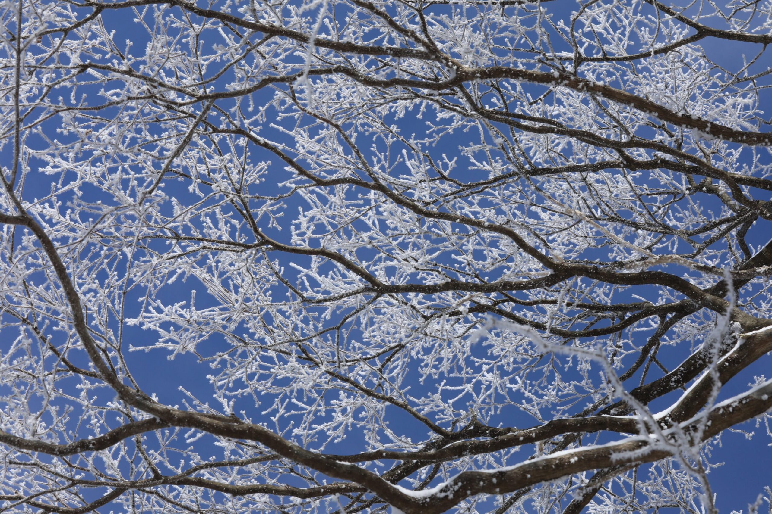 Frost at Mount Nagi,okayama,japan