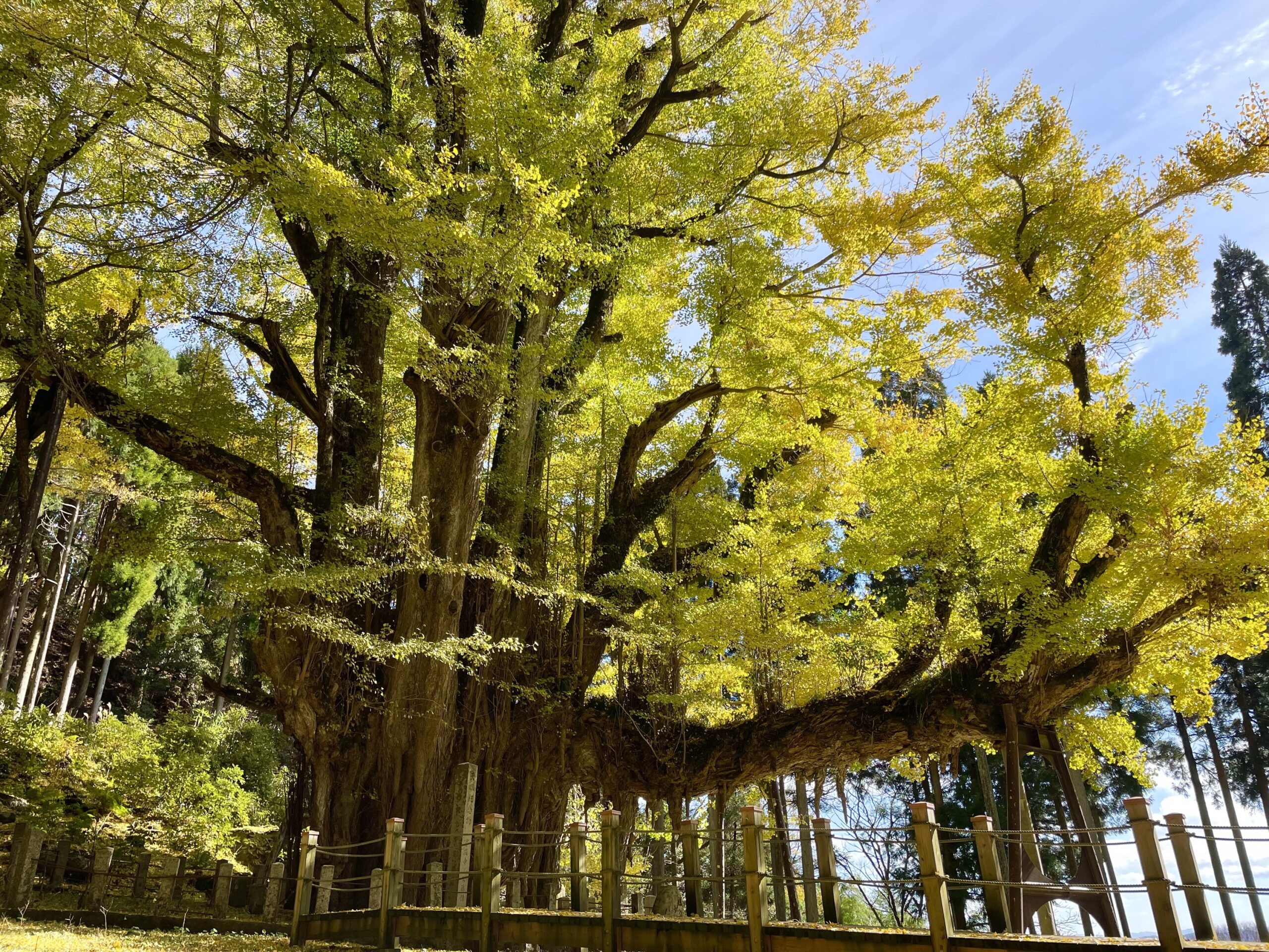 Golden Leaves of the Great Gingko Tree of Bodaiji Temple
