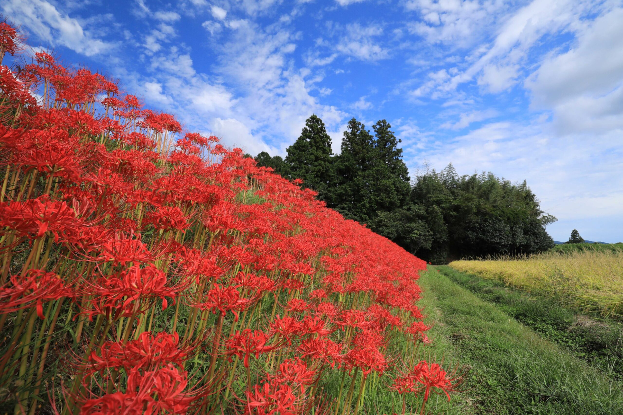 View of Red Spider Lilies