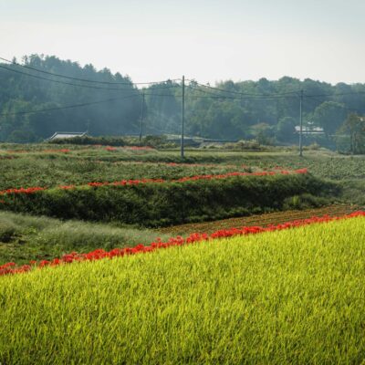 Rural Scenery with Red Spider Lilies