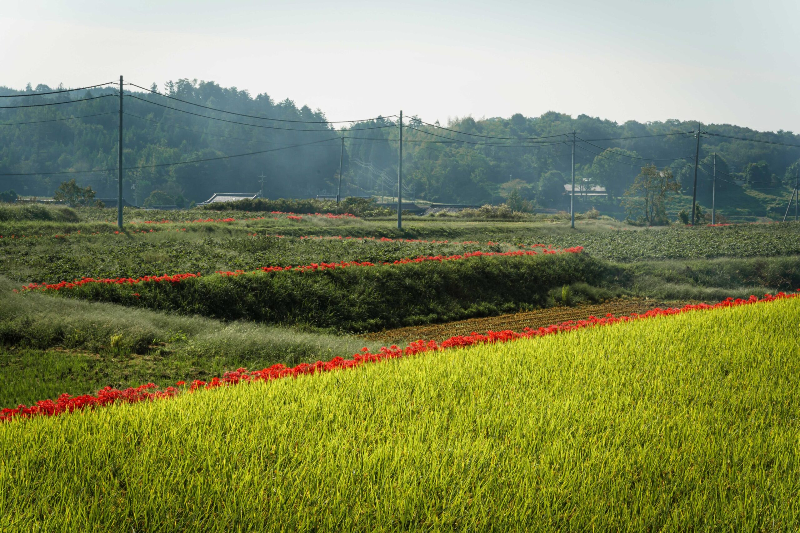 Rural Scenery with Red Spider Lilies