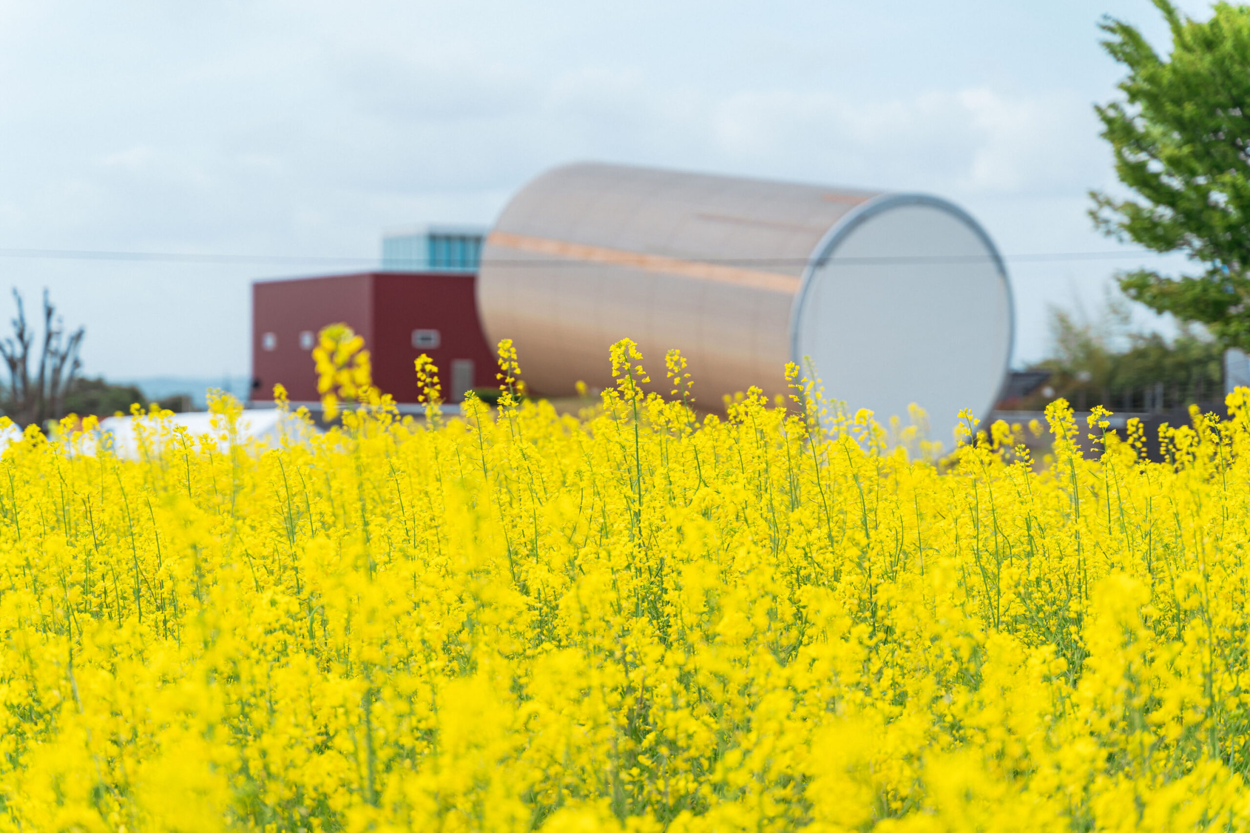 Canola Flower Festival: Canola Flower Field and Nagi Museum of Contemporary Art