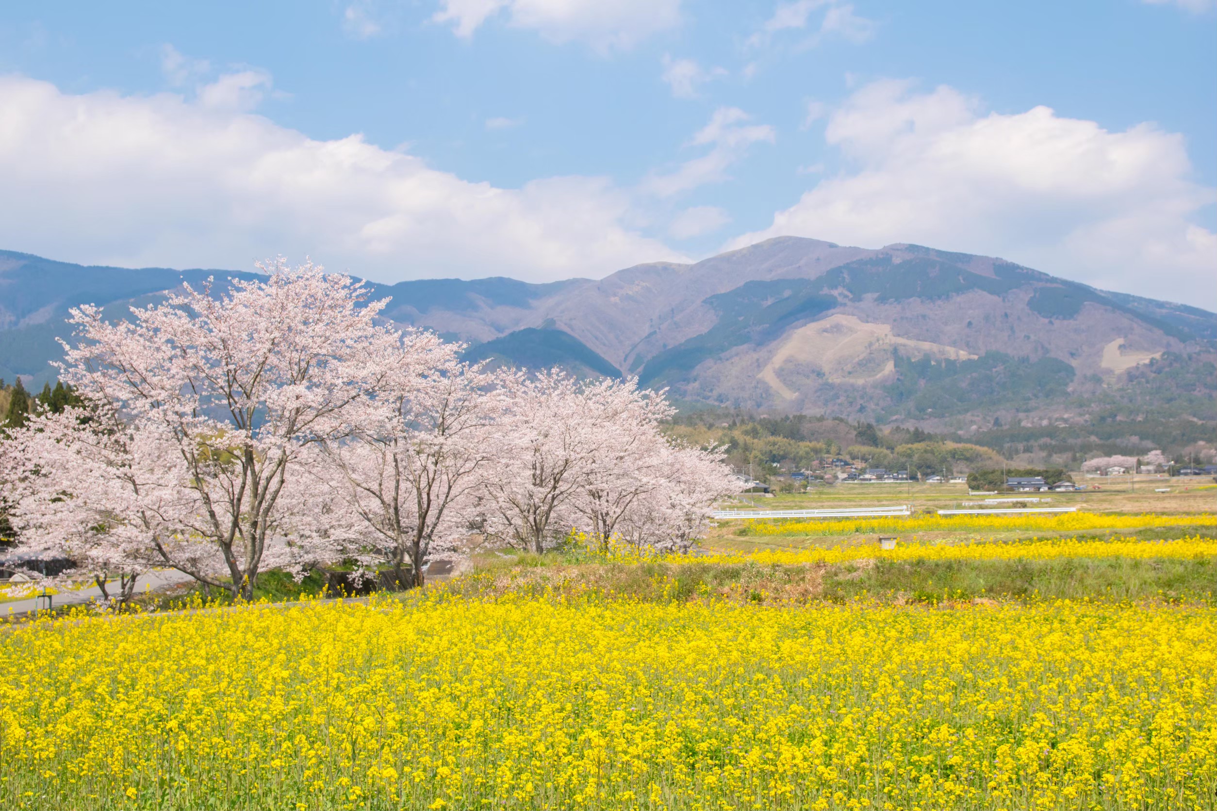 Cherry Blossoms, Canola Flowers and Mount Nagi
