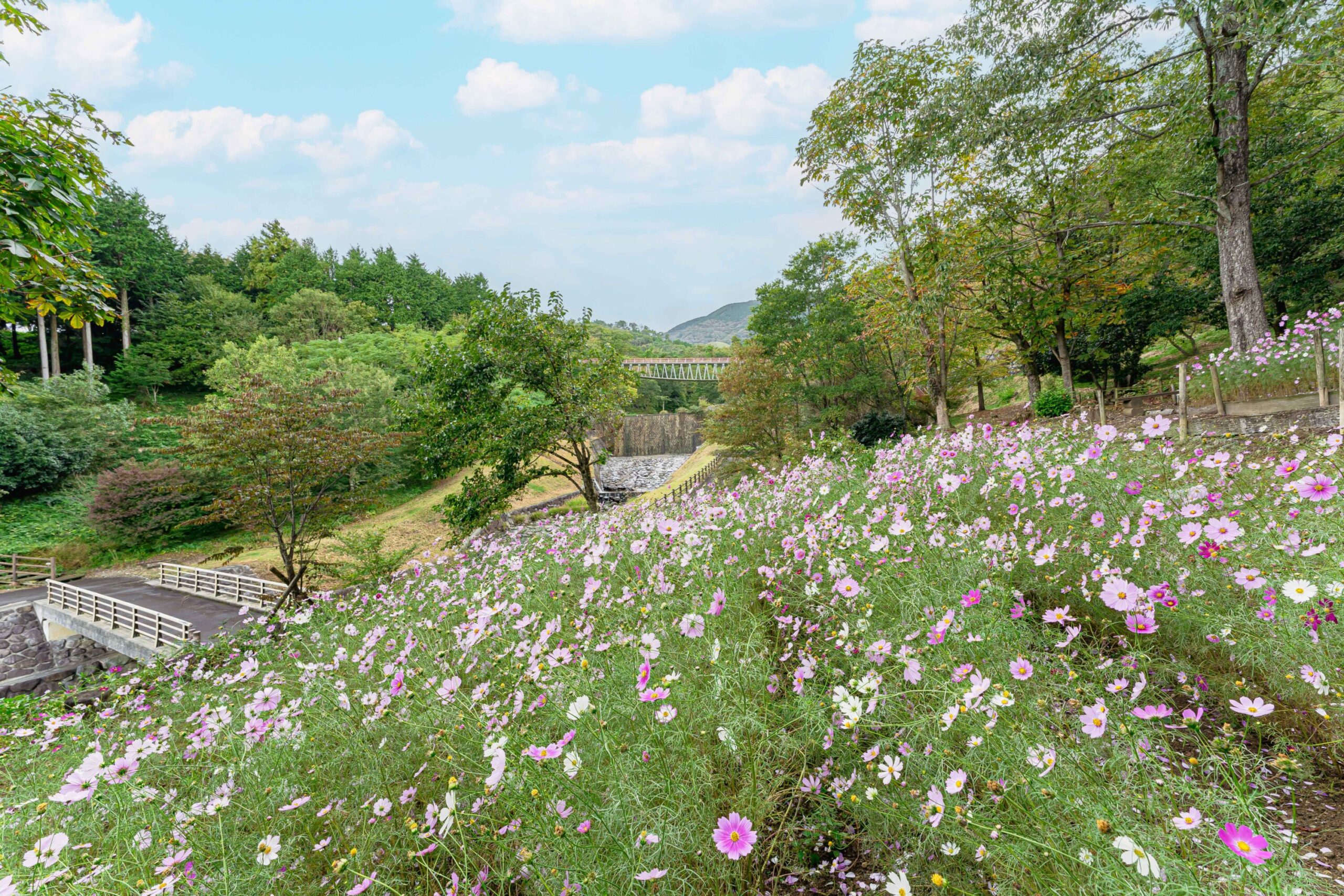 Cosmos Field at Wildflower Park