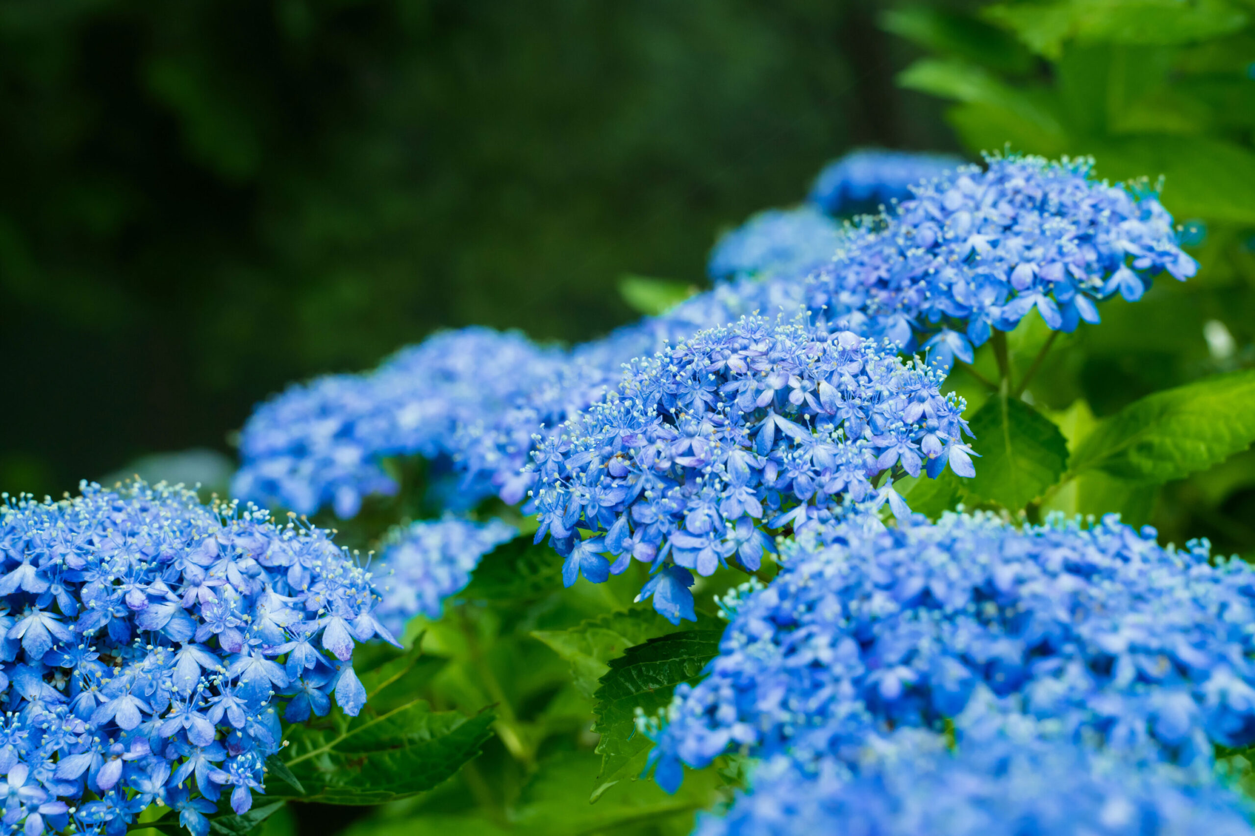 Hydrangeas at Wildflower Park