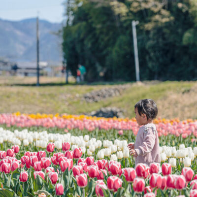 Hirooka Area Tulip Field