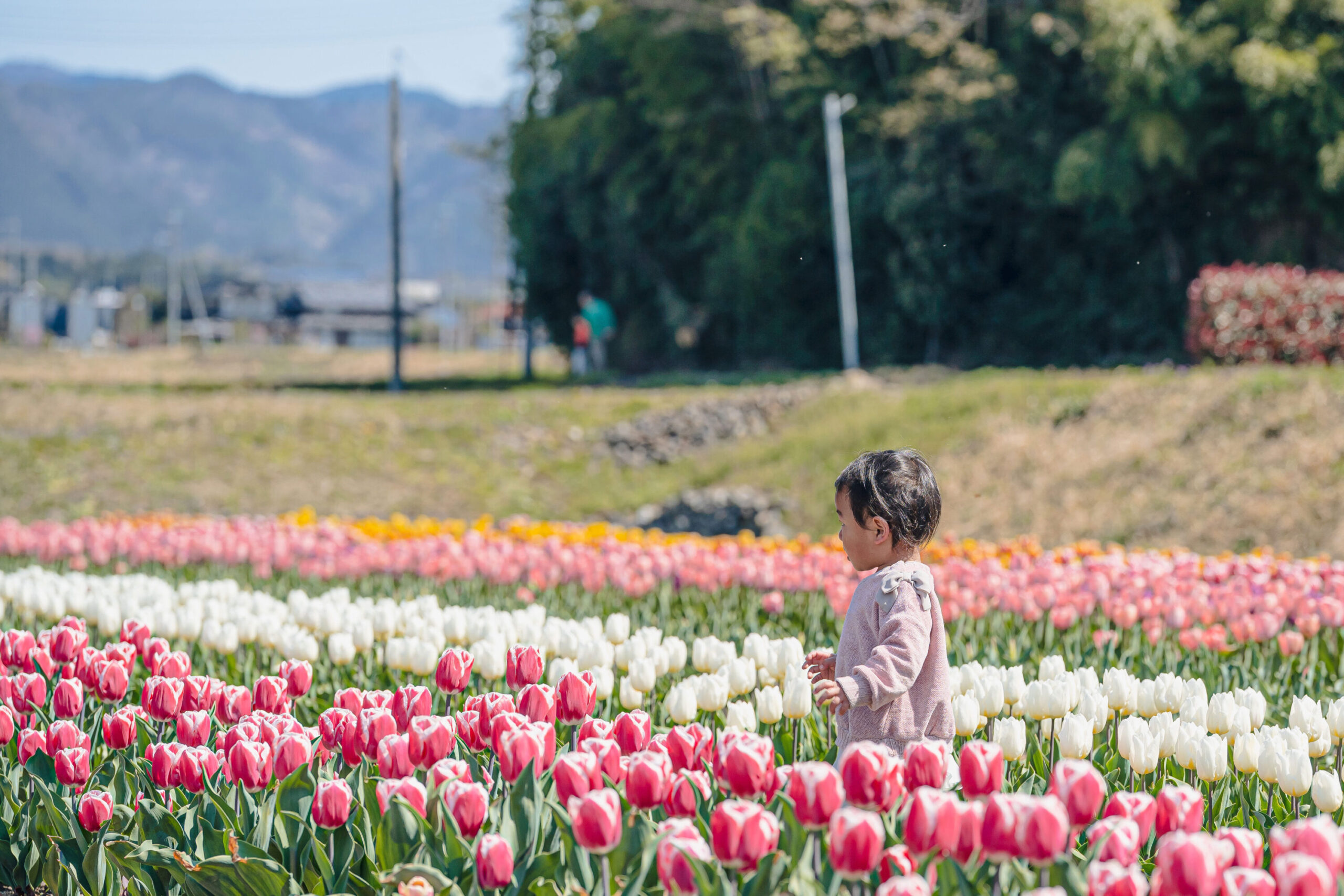 Hirooka Area Tulip Field