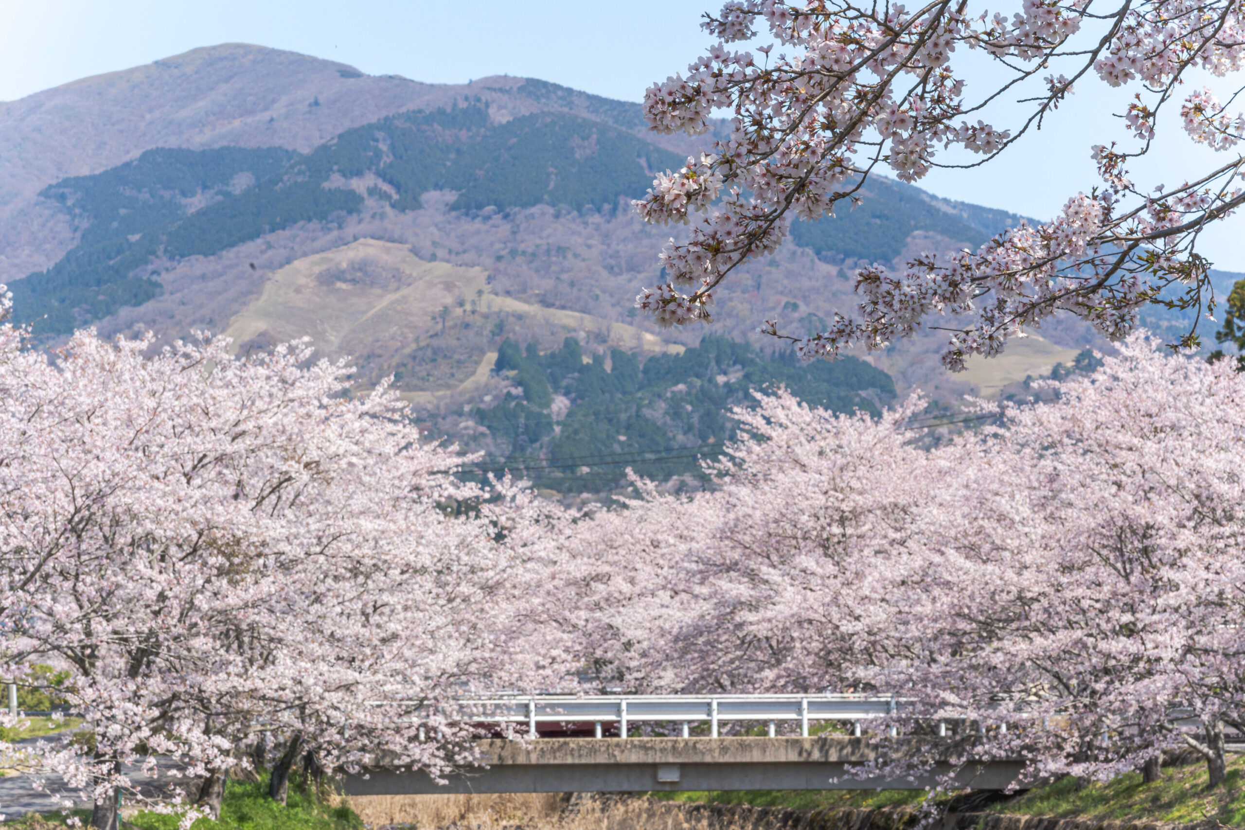 Cherry Blossom Trees at Nagi River