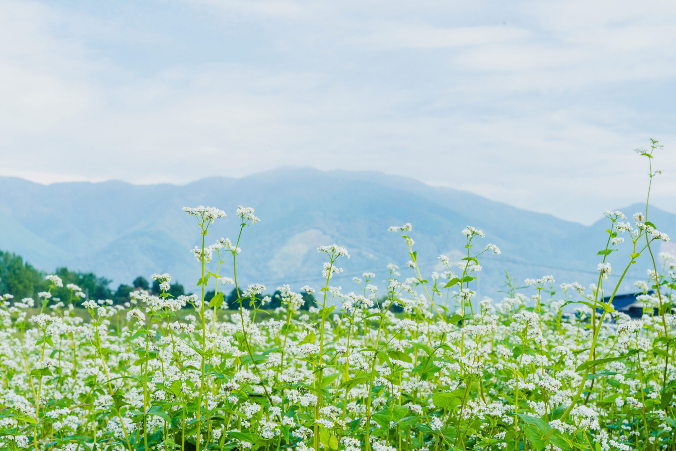 Buckwheat Flowers with Mount Nagi