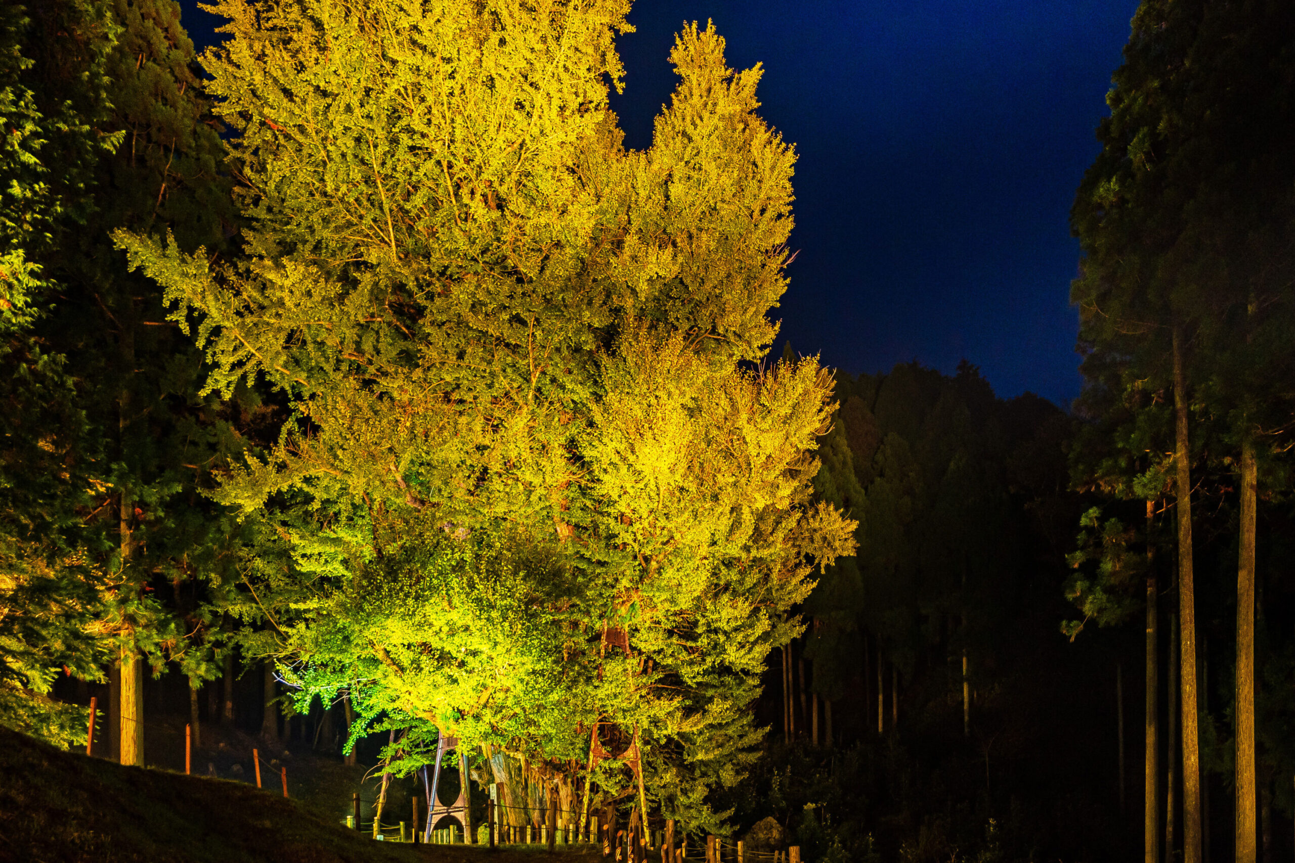 Bodaiji Temple Great Gingko Tree Illumination