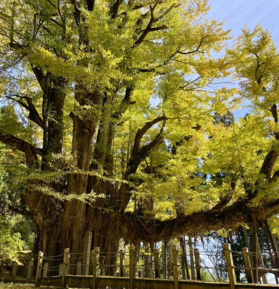 菩提寺的大銀杏