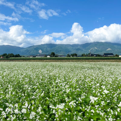 Buckwheat Flowers and Mount Nagi,okayama,japan