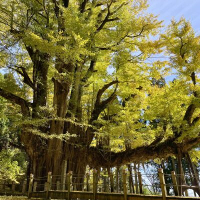 Golden Leaves of the Great Gingko Tree of Bodaiji Temple