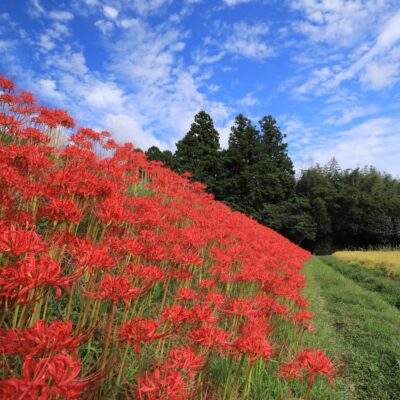 View of Red Spider Lilies