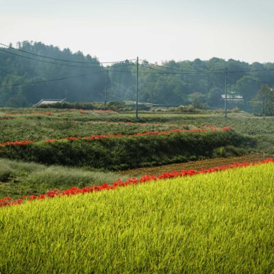 Rural Scenery with Red Spider Lilies