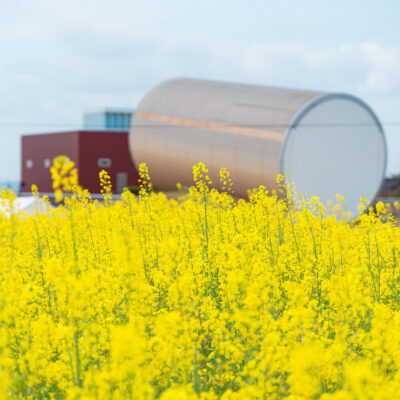 Canola Flower Festival: Canola Flower Field and Nagi Museum of Contemporary Art