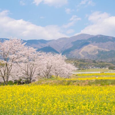 Cherry Blossoms, Canola Flowers and Mount Nagi