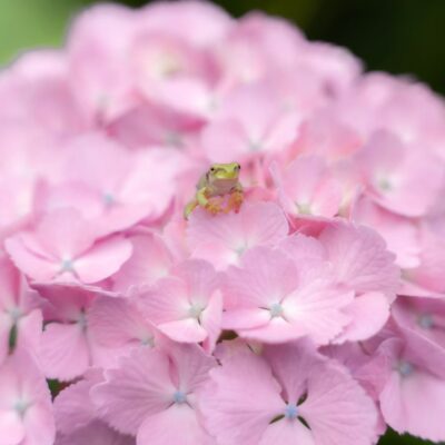 Hydrangea Season