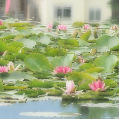 Lotus Flowers