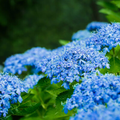 Hydrangeas at Wildflower Park