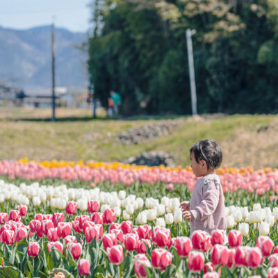 Hirooka Area Tulip Field