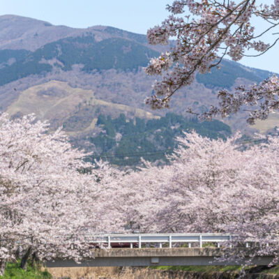 Cherry Blossom Trees at Nagi River