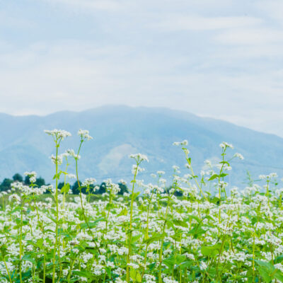 Buckwheat Flowers with Mount Nagi