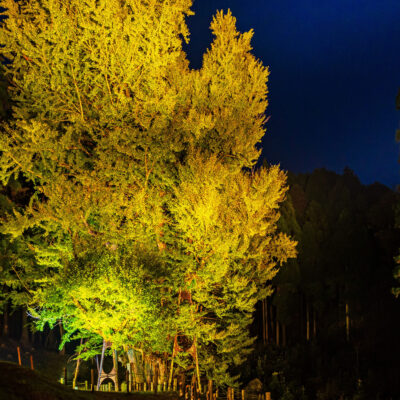 Bodaiji Temple Great Gingko Tree Illumination