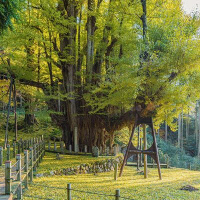 Bodaiji Temple Great Gingko Tree’s Golden Leaves