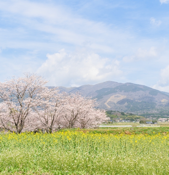 Cherry blossoms at Nagi River with Mount Nagi