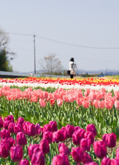 Cherry blossoms at Nagi River with Mount Nagi