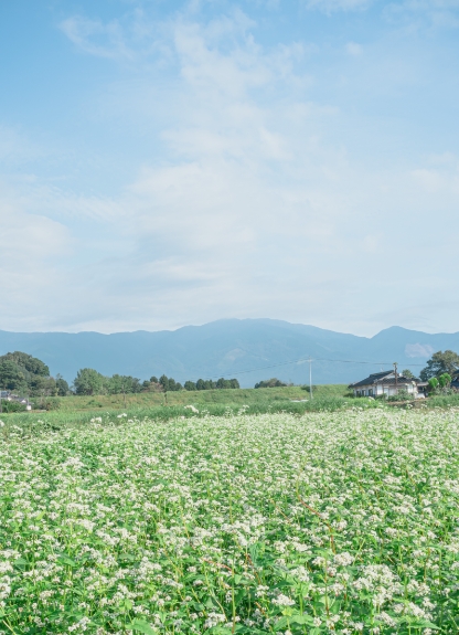 Buckwheat flowers with Mount Nagi